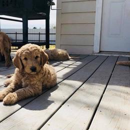 Goldendoodle Puppies from Penny Doodles