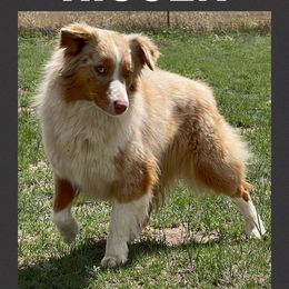 Riggen - Miniature Australian Shepherd