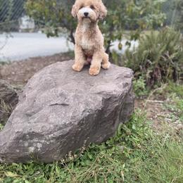 Bernedoodle, Cavapoo, and Poodle All Grown Up from Kelly Brooks