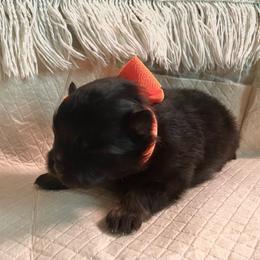 Perfect little black and tan boy - Black and tan male Pomeranian puppy in Kelso, Washington from Highlander Pomeranians
