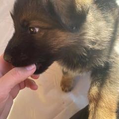 German Shepherds from Jade's German Shepherds