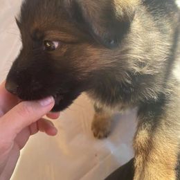 German Shepherds from Jade's German Shepherds