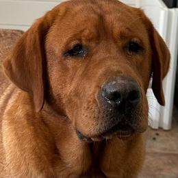 Rain - Labrador Retriever