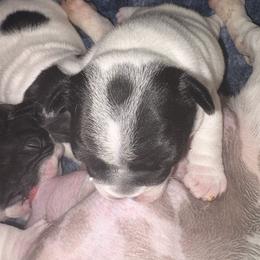 Star Spangled Banner Litter-Rampart - Brindle and white male French Bulldog puppy in Kalispell, Montana from Grace & Grit Frenchies