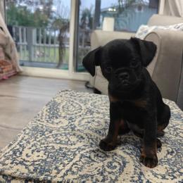 Brussels Griffon Puppies from Little Griffons