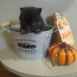 Boy 1 - male Pomsky puppy in Pinconning, Michigan from Pinny Pomskies