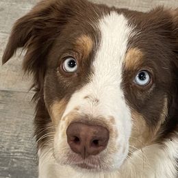 Miska - Australian Shepherd