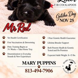 Mr Red - Black male Cockapoo puppy in Tampa, Florida from Mary Puppins