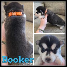 Booker - Black and white male Siberian Husky puppy in Merrill, Michigan from Haase Family Kennels
