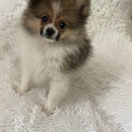 Pomeranian Puppies from Oh So Sassy Poms