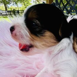 Australian Shepherds, Biewer Terriers, and Yorkshire Terriers from Royal Biewer and Royal Aussies