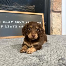 Pearl - Chocolate and cream female Dachshund puppy in Stilwell, Oklahoma from B & K Dachshunds