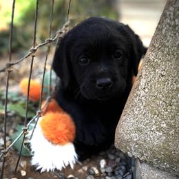 Purple Collar - Black female Labrador Retriever puppy in Somerset, California from Cantina Labs and Cavs