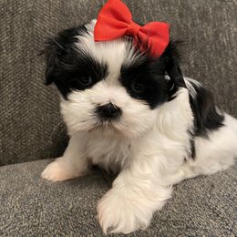 Shih Tzu Puppies from Bel Aire Beauties
