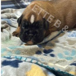 Rubble - Fawn male Boxer puppy in Aiken, South Carolina from Lafayette Bulldogs & Boxers