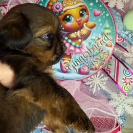 Nougat - Sable male Shih Tzu puppy in Russellville, Kentucky from The Patriot Tzu