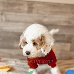Goldendoodle Puppies from Bourbon and Lace Doodles