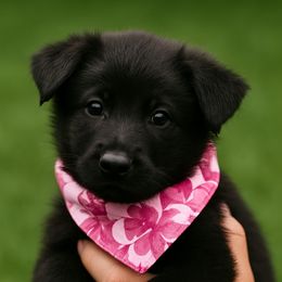 German Shepherd Puppies from Crissi Hansel