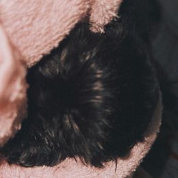 Shih Tzu Puppies from Shih Bears