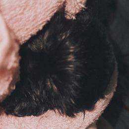 Shih Tzu Puppies from Shih Bears