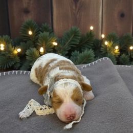 Treasure - Parti female Goldendoodle puppy in St. George, Utah from Winchester Hills Poodles and Doodles