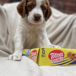 Pizza Roll - White and orange male Brittany puppy in Downers Grove, Illinois from Attitude Brittanys