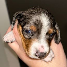 Boy blue - Piebald male Dachshund puppy in Bruceton, Tennessee from Dachshund Dreams