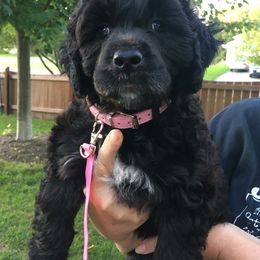 Portuguese Water Dog Puppies from McKnights PWDs