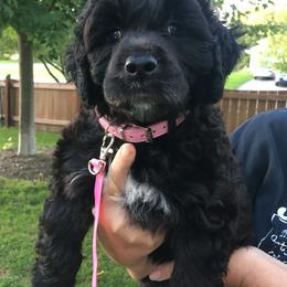 Portuguese Water Dog Puppies from McKnights PWDs