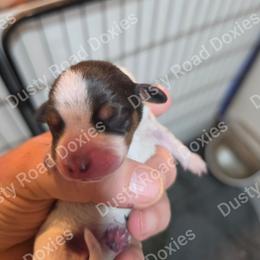 Amelia - Chocolate and tan female Dachshund puppy in Blanchard, Oklahoma from Dusty Road Doxies