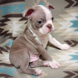 Boy 3 - male Boston Terrier puppy in Corning, California from SB Bostons