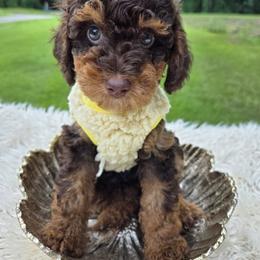 Aussiedoodle Puppies from The Cuddly Dood Ranch