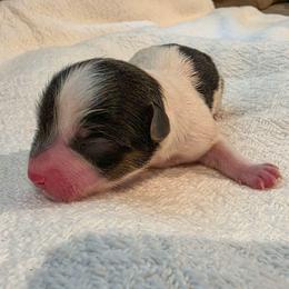 Marlowe - Parti male Yorkshire Terrier puppy in Chester, South Carolina from Hess Pooches LLC