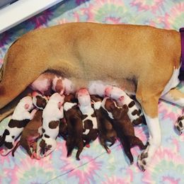 American Staffordshire Terrier Puppies from Liberty Am Staffs