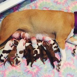 American Staffordshire Terrier Puppies from Liberty Am Staffs