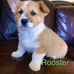 Pembroke Welsh Corgi Puppies from Country Rubys