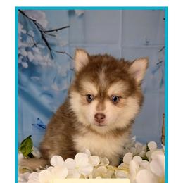 Artemis - 2200 - Red and white male Pomsky puppy in Spring Hill, Florida from www.PuppyTimeEmporium.com