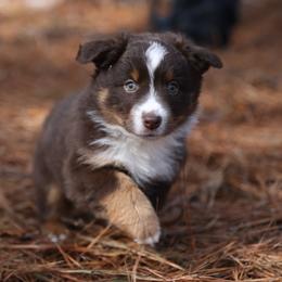 Bruno - RTM - Red tri male Miniature Australian Shepherd puppy in Nacogdoches, Texas from TK Standard, Mini, & Toy Aussies