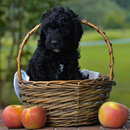 Yellow - Black male Goldendoodle puppy in Summerfield, North Carolina from Southern Doodles