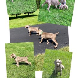 Weimaraner Puppies from Zauberhaft Weimaraners