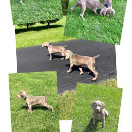 Weimaraner Puppies from Zauberhaft Weimaraners