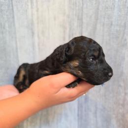 Macadamia - Black tri-color male Aussiedoodle puppy in Lithia, Florida from Waterford Doodle Farm