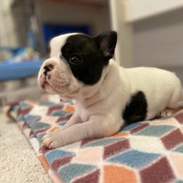 French Bulldog Puppies from Fur Royalty Frenchies