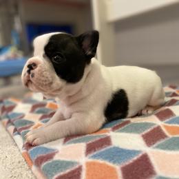 French Bulldog Puppies from Fur Royalty Frenchies