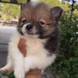 Ashford - Tri-colored male Pomeranian puppy in Brooklyn, New York from Luxury Poms