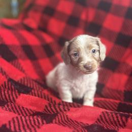Cupid - Piebald male Dachshund puppy in Surprise, Arizona from Molina Family Farms
