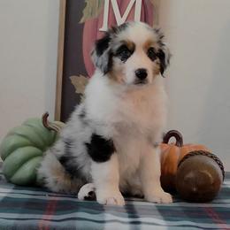 Boy 4 - Blue merle male Australian Shepherd puppy in Anthony, Florida from Calypso Australian Shepherds and Chow Chows