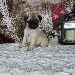 Noel - Fawn female Pug puppy in Atwood, Illinois from Peace Road Puppies