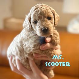 Ms. Scooter - Apricot female Cavapoo puppy in Sacramento, California from Dandy Doodles Goldendoodles