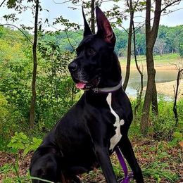 Freesis - Great Dane